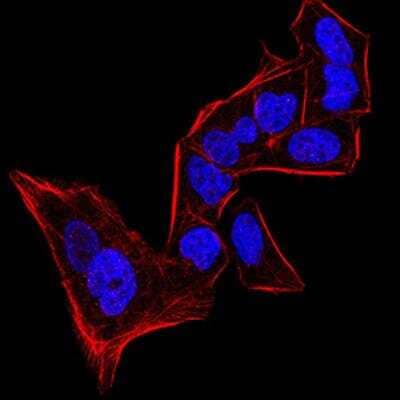 Immunocytochemistry/ Immunofluorescence: HP1 alpha Antibody (2H4E9) - BSA Free [NBP2-52420]