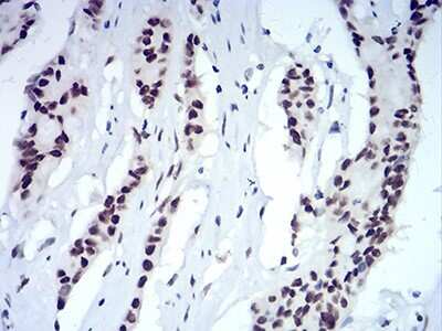 Immunohistochemistry-Paraffin: HP1 alpha Antibody (2H4E9) - BSA Free [NBP2-52420]