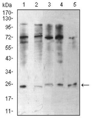 Western Blot: HP1 alpha Antibody (2H4E9)BSA Free [NBP2-52420]