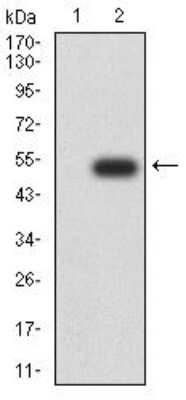 Western Blot: HP1 alpha Antibody (3A11F8)BSA Free [NBP2-52434]
