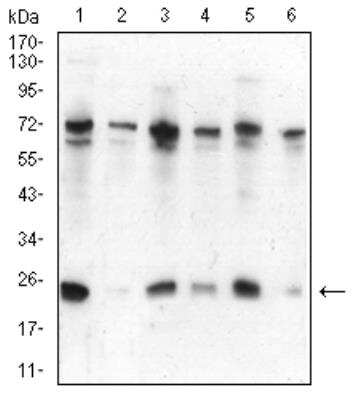 Western Blot: HP1 alpha Antibody (3A11F8)BSA Free [NBP2-52434]