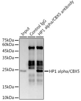 Immunoprecipitation: HP1 alpha Antibody (8C3M6) [NBP3-16267]