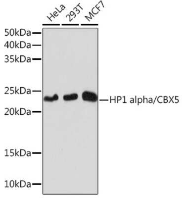 Western Blot: HP1 alpha Antibody (8C3M6) [NBP3-16267]