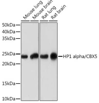 Western Blot: HP1 alpha Antibody (8C3M6) [NBP3-16267]