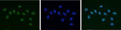 Immunocytochemistry/ Immunofluorescence: HP1 alpha Antibody [NBP2-59224]