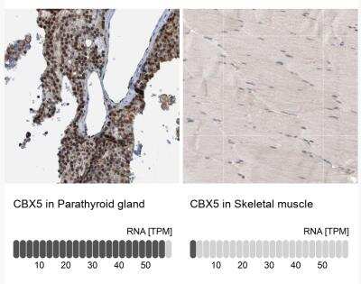 Immunohistochemistry-Paraffin: HP1 alpha Antibody [NBP1-89672]