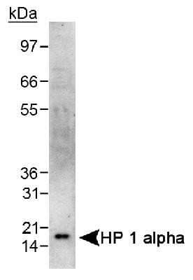 Western Blot: HP1 alpha Antibody [NB100-2518]