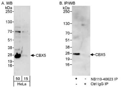 Western Blot: HP1 alpha Antibody [NB110-40623]