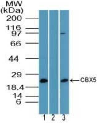 Western Blot: HP1 alpha Antibody [NBP2-24602]