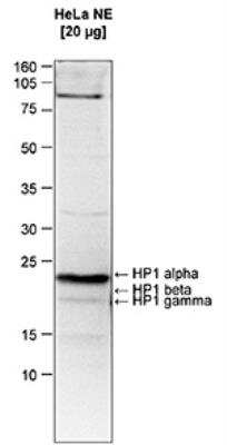 Western Blot: HP1 alpha Antibody [NBP2-59224]