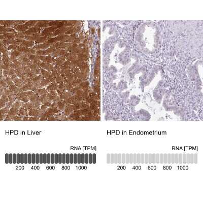 Immunohistochemistry-Paraffin: HPD Antibody [NBP1-89366]