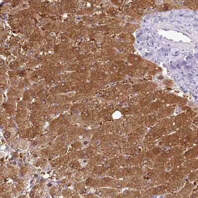 Immunohistochemistry-Paraffin: HPD Antibody [NBP2-32657]