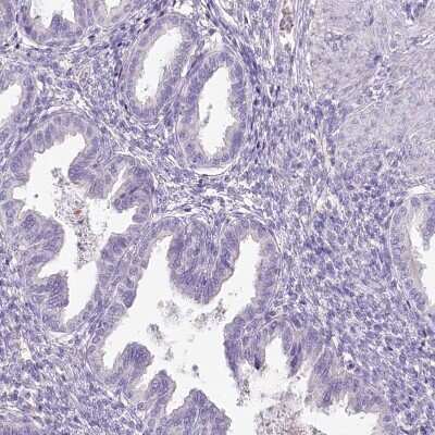 Immunohistochemistry-Paraffin: HPD Antibody [NBP2-32657]