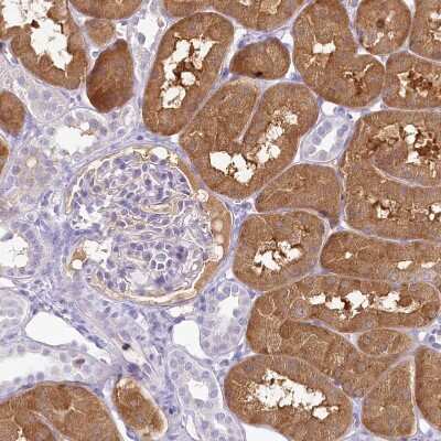 Immunohistochemistry-Paraffin: HPD Antibody [NBP2-32657]