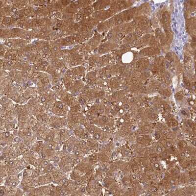 Immunohistochemistry-Paraffin: HPD Antibody [NBP2-32657]
