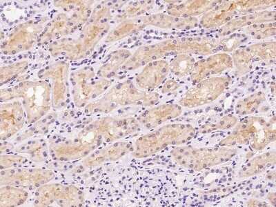 Immunohistochemistry-Paraffin: HPD Antibody [NBP2-98599]