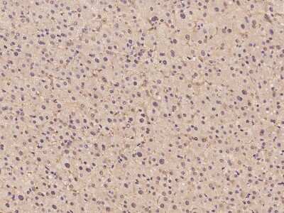 Immunohistochemistry-Paraffin: HPD Antibody [NBP2-98599]