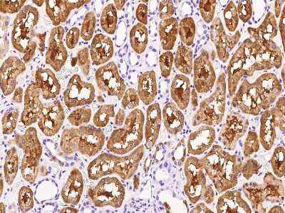 Immunohistochemistry-Paraffin: HPD Antibody [NBP2-99592]