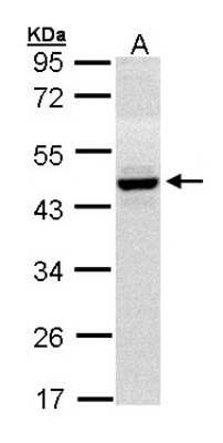 Western Blot: HPD Antibody [NBP1-31593]