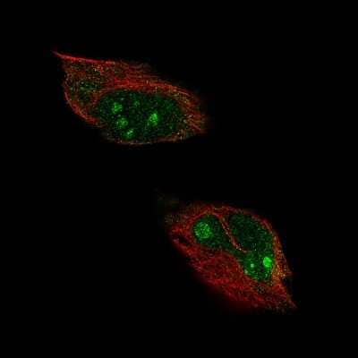 Immunocytochemistry/ Immunofluorescence: HPF1 Antibody [NBP1-93973]