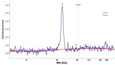 Simple Western: HPF1 Antibody [NBP1-93973]