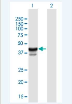 Western Blot: HPR Antibody [H00003250-B01P-50ug]