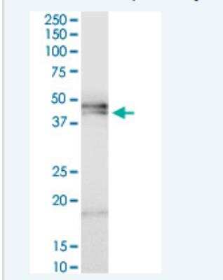 Western Blot: HPR Antibody [H00003250-B01P-50ug]