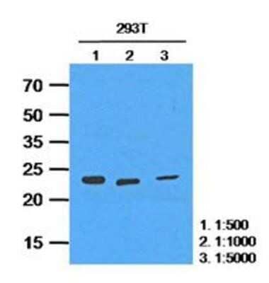 Western Blot: HPRT Antibody (2G8)BSA Free [NBP1-74045]