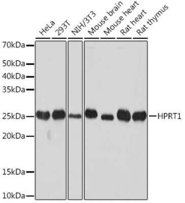 Western Blot: HPRT Antibody (4N2Q6) [NBP3-16702]