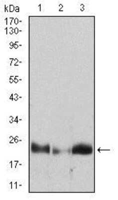 Western Blot: HPRT Antibody (5F11A7)BSA Free [NBP2-37245]