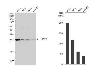 Western Blot: HPRT Antibody [NBP1-33527]