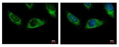 Immunocytochemistry/ Immunofluorescence: HPS3 Antibody [NBP1-31061]