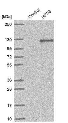 Western Blot: HPS3 Antibody [NBP1-92007]