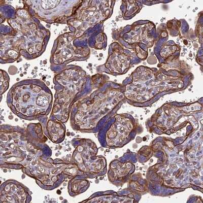 Immunohistochemistry-Paraffin: HPSE2 Antibody [NBP1-93691]