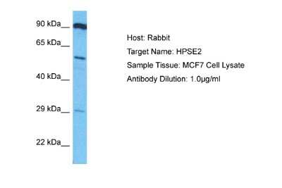 Western Blot: HPSE2 Antibody [NBP2-83063]