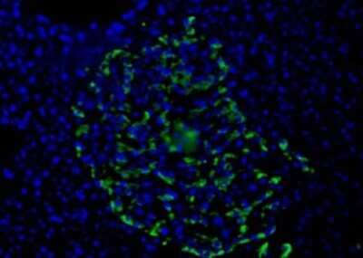 Immunocytochemistry/ Immunofluorescence: HPa1 Antibody (DHIC2-2C12) [NBP1-18949]