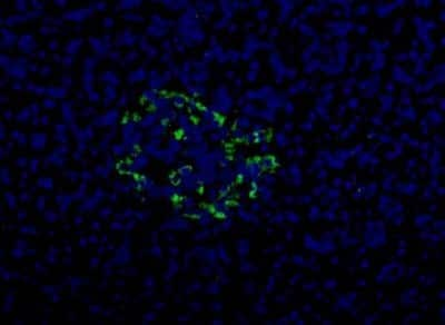 Immunocytochemistry/ Immunofluorescence: HPa2 Antibody (DHIC2-2B4) [NBP1-18950]