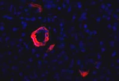 Immunocytochemistry/ Immunofluorescence: HPd1 Antibody (DHIC2-4A10) [NBP1-18953]