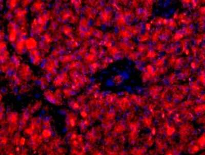 Immunocytochemistry/ Immunofluorescence: HPx1 Antibody (HIC0-3B3) [NBP1-18951]