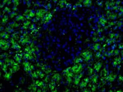 Immunocytochemistry/ Immunofluorescence: HPx2 Antibody (HIC1-1C10) [NBP1-18952]