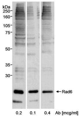 Western Blot: HR6A/UBE2A Antibody [NB100-554]