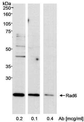 Western Blot: HR6A/UBE2A Antibody [NB100-555]