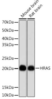 Western Blot: HRAS Antibody (4Q7M5) [NBP3-15818]