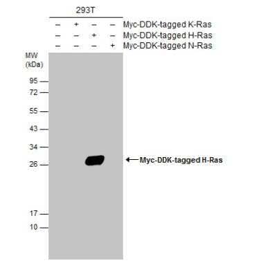 Western Blot: HRAS Antibody [NBP2-42864]