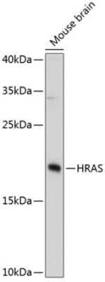 Western Blot: HRAS AntibodyAzide and BSA Free [NBP3-04486]