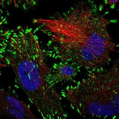 Immunocytochemistry/ Immunofluorescence: HRAS like suppressor Antibody [NBP2-14101]