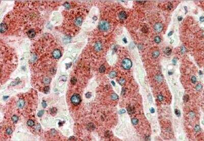 Immunohistochemistry-Paraffin: HRASLS2 Antibody [NBP1-20931]