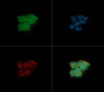 Immunocytochemistry/ Immunofluorescence: HRD1 Antibody - BSA Free [NB100-2526]