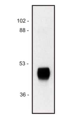 Western Blot: HRP Antibody (HP-03)BSA Free [NB500-420]