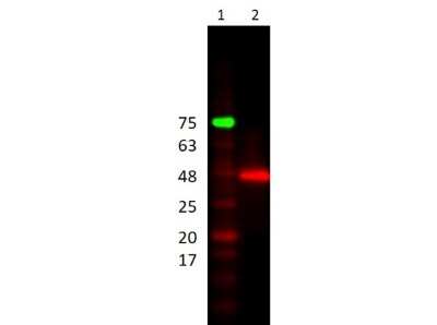Western Blot: HRP Antibody [NB600-894]